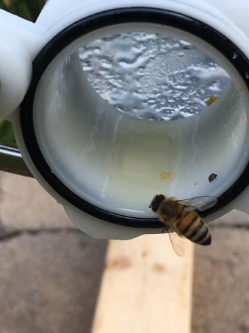 Here's one of the first girls to find the extractor. Hundreds of bees will show up and eat the honey, making my cleaning that much easier when the honey is gone.